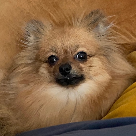 Meet your Posher, Ellie - Picture 1 of 1